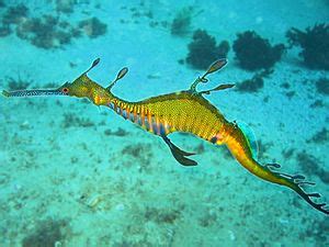 common seadragon facts.